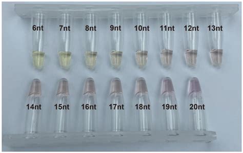 A Rapid And Visual Method For Nucleic Acid Detection Of Escherichia