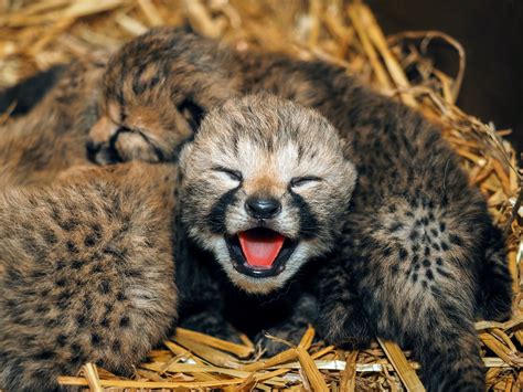 Cheetah ‘adopts’ other mother’s cubs at Dutch zoo - DutchNews.nl