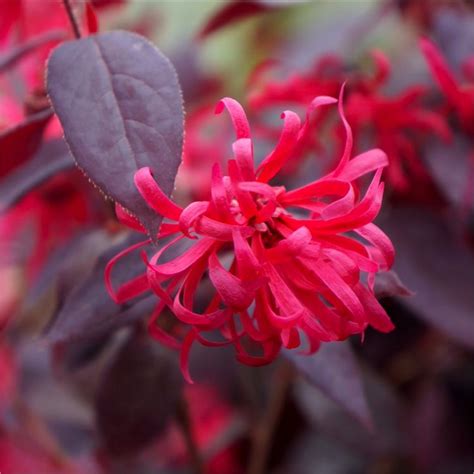 Loropetalum Chinensis Ever Red Chang Nian Hong Chinese Witch Hazel