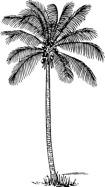 A Black And White Drawing Of A Palm Tree