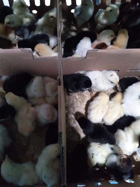 Beberapa Jenis Doc Ayam Di Indonesia