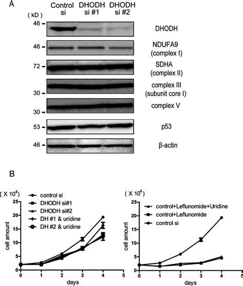 (A) HeLa cells were transfected with control siRNA or two independent ...