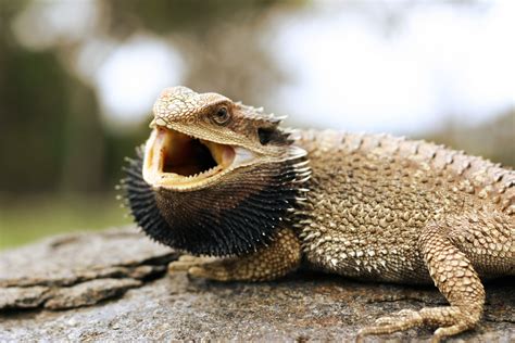 Why Do Bearded Dragons Open Their Mouth