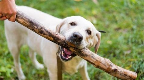 Waspada Penanganan Pertama Jika Terkena Gigitan Anjing Rabies