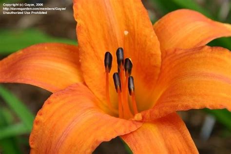 Plantfiles Pictures Daylily Mauna Loa Hemerocallis By Weedywagner