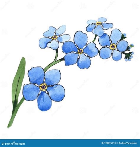 Watercolor Blue Forget Me Not Flower Floral Botanical Flower Isolated Illustration Element