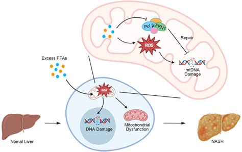 Model Of FFAs Inhibition Of BER And Dysregulated Mitochondrial And