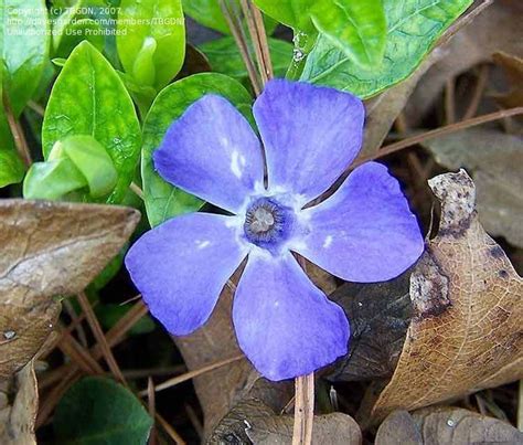 Plantfiles Pictures Vinca Species Common Periwinkle Creeping Myrtle