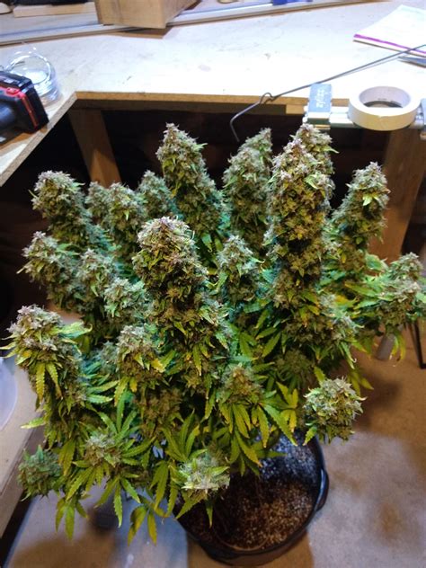 First Harvest Auto White Widow Day 95 Autoflowers