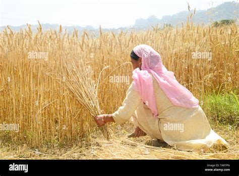 Indian Woman Harvesting Crops Hi Res Stock Photography And Images Alamy