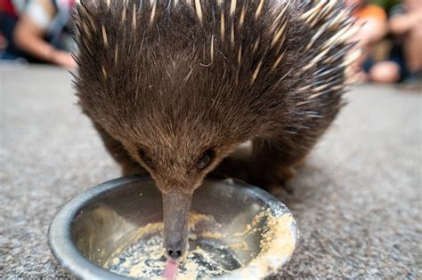 Shortbeaked Echidna Is Feeding On It Stock Photo - Download Image Now - iStock