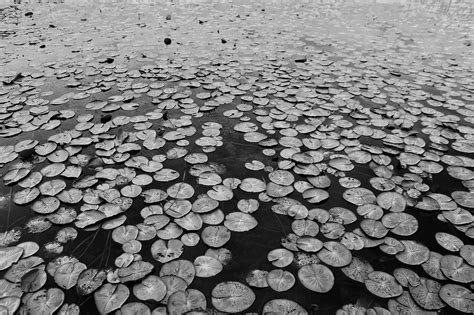 Lake Sheets Texture Free Photo On Pixabay