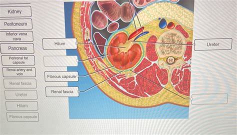 Renal Fascia Anatomy