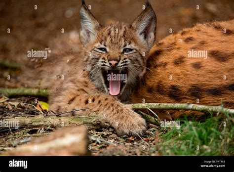 Eurasian Lynx With Cub Lynx Lynx Stock Photo Alamy