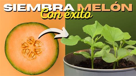 Síntesis De 17 Artículos Como Cultivar Melón Actualizado