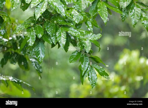 Heavy Tropical Rain Falling On Tree Leaves In Kaeng Krachan National