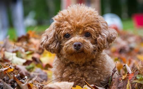 Fondos De Pantalla X Oto O Perro Poodle Cachorro Contacto