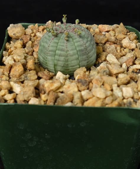 Euphorbia Obesa Seedling Cactaceae Storeiencius