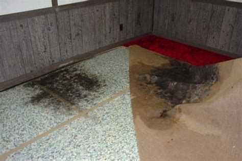 How To Remove Mold From Carpet