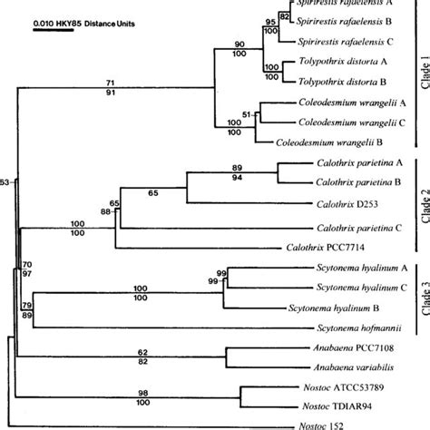 Parsimony Tree Topology One Of 12 Most Parsimonious Trees With Download Scientific Diagram