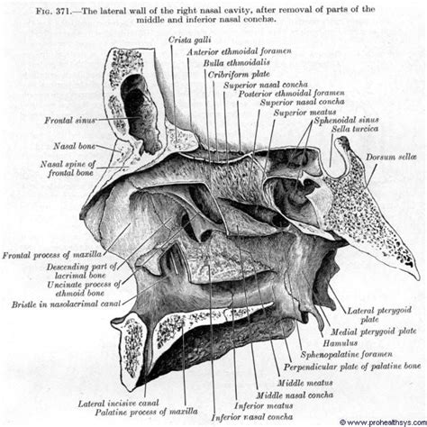 Nasal Conchae Meatus