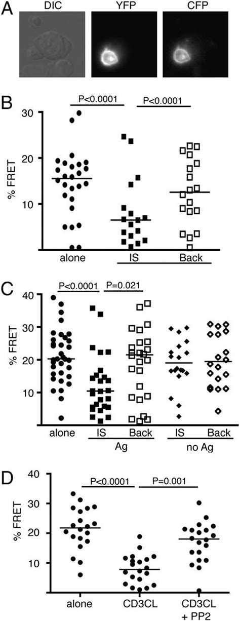 Cutting Edge A Role For Inside Out Signaling In Tcr Regulation Of Cd28