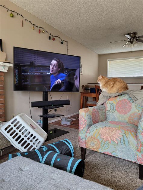 Hedwig and I watching Chicago PD. : r/cats