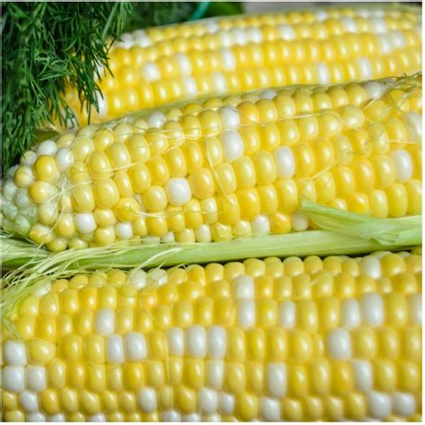 1 Oz Xtra Tender Hybrid Sweet Corn Seeds Gold Vault Bulk Patio Lawn And Garden