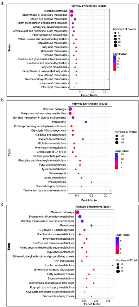 Kegg Pathway Enrichment Analysis Of Deps In A Zheng A