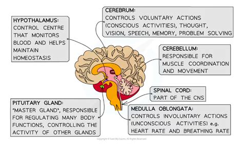 Edexcel A SNAB A Level Biology 复习笔记8 2 1 Brain Structure Function