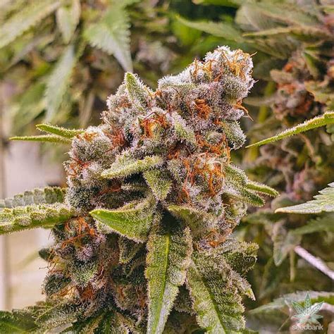 Blue Widow Kush