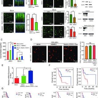 Endothelial Cells Promote Glioblastoma Stem Like Cell Phenotype By