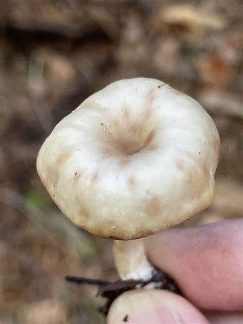 Common Gilled Mushrooms And Allies From Big Hill Dr Cle Elum Wa Us