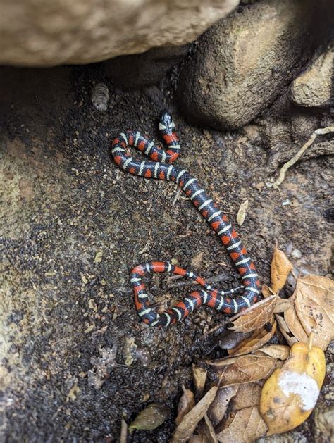 Coast Mountain Kingsnake In May By Heidi Beswick Inaturalist