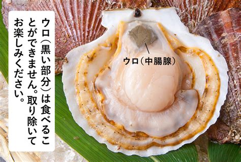 ホタテが食べるものの検索結果 Yahooきっず検索