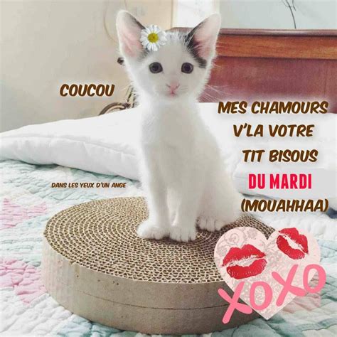 69 Images Et Photos Avec Tag Chaton Coucou Bonne Nuit Bisous Image