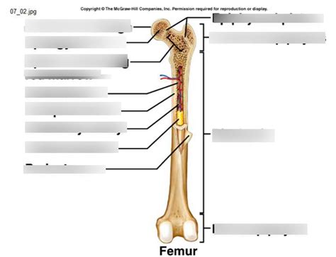 Major Parts Of A Long Bone Diagram Quizlet