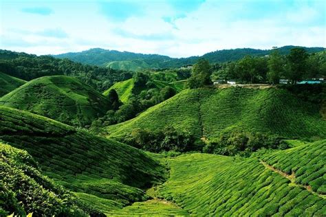 Cameron Highlands Tour From Kuala Lumpur PT