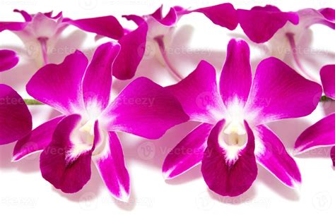 orchid isolated on white background 12696201 Stock Photo at Vecteezy