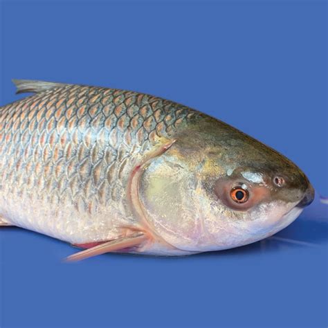 Buy Fresh Rui Fish Online At Low Price In Dhaka Bangladesh