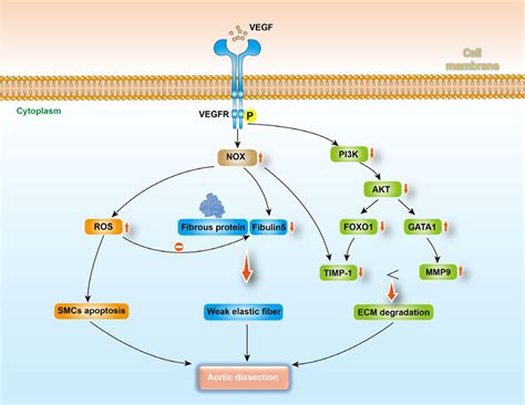 Possible Mechanism Of Aortic Dissection Induced By VEGF Inhibitor TKIs