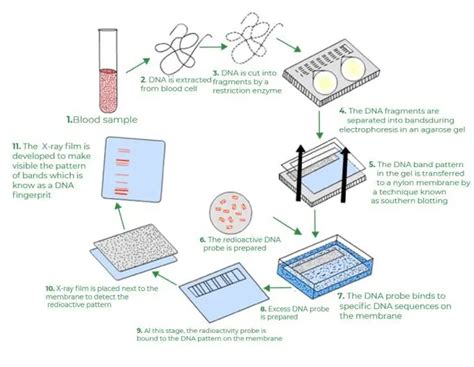 DNA Fingerprinting Definition Steps Methods Applications Biology