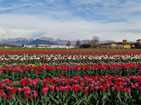 Grugliasco Un Campo Di Mila Tulipani Fiorisce A Cascina Duc