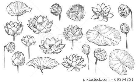 Lotus Sketch Floral Composition Lotus Flowers Stock Illustration