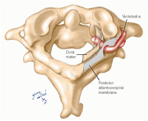 Vertebral Artery Anatomy Anatomical Charts And Posters