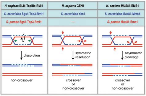 Figure 3 from The search for a human Holliday junction resolvase. | Semantic Scholar