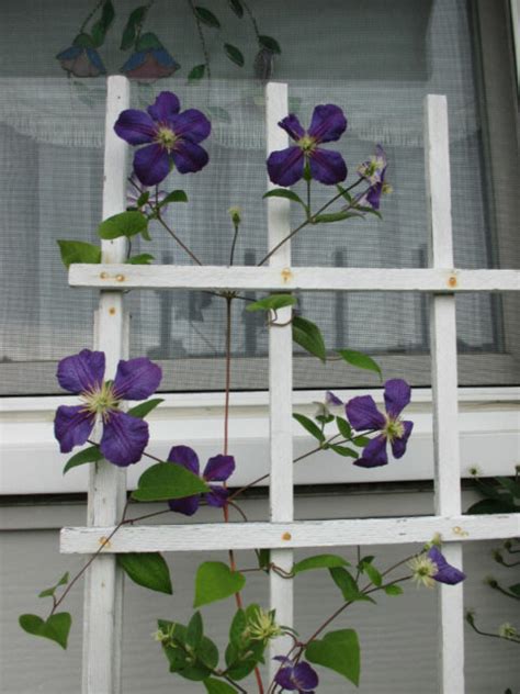 9 Beautiful Clematis Trellis & Support Ideas for Your Garden