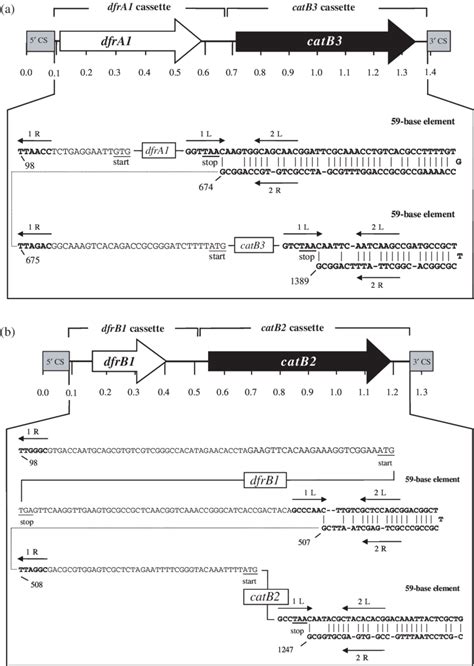 Schematic presentation of the class 1 integrons with two gene cassettes... | Download Scientific ...