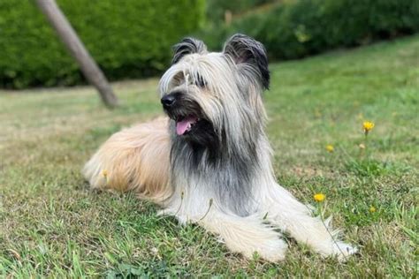 Alle 56 Schäferhund Rassen und Arten im Überblick mit Bildern