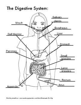 Digestive System Diagrams For Labeling Coloring With Reference Info